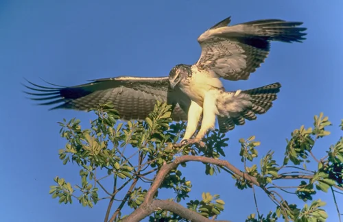 Eagles portrait