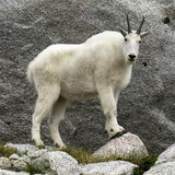 Kanye West Quiz - Guess the Song Game